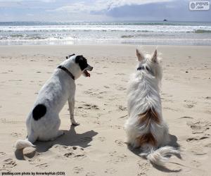 Puzzle Δύο σκυλιά στην παραλία